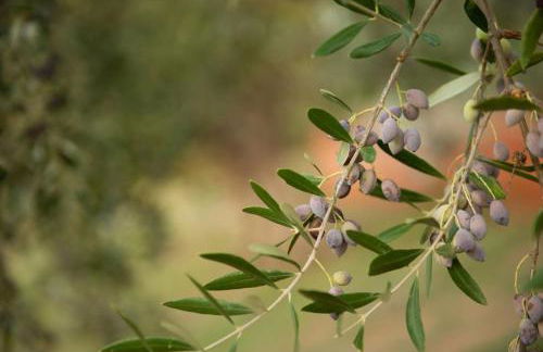 Όμορφο παραθαΣυγκρότημα ενοικιαζόμενων καταλυμάτων ως ολόκληρος χώρος - Chrani, Ελλάδαλάσσιο διαμέρισμα - Foto 9
