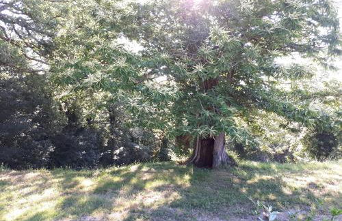 Castellare - Foto 71