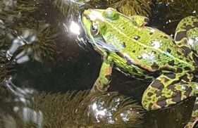 Klein aber fein, Ferienhaus am Tonteich - Photo 15