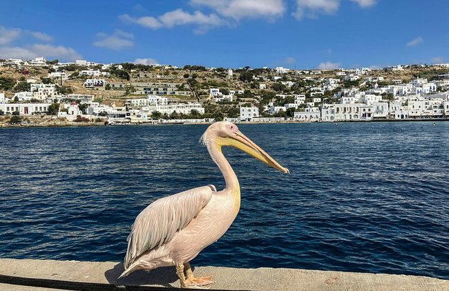 El verdadero Mykonos: Un tour privado por los lugareños - Foto 1