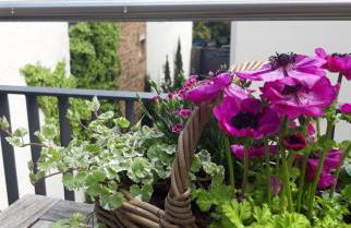 Die Französin - Ingo Telschow & Catherine Tempier Gbr - Foto 2