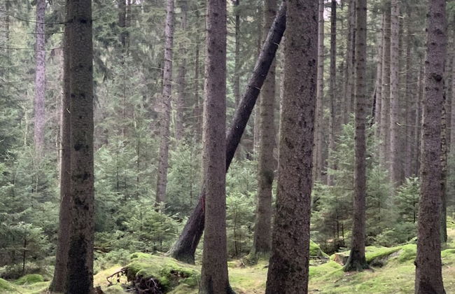 Ferienhaus Oppach - Foto 32