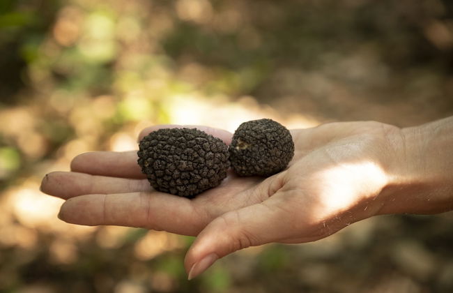 Agriturismo Fattoria Lavacchio - Foto 67