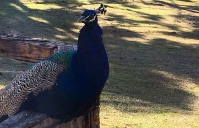 Hotel Fazenda Pampas - Foto 19