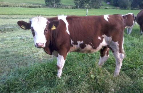 Am Neuhausbauernhof - Foto 7