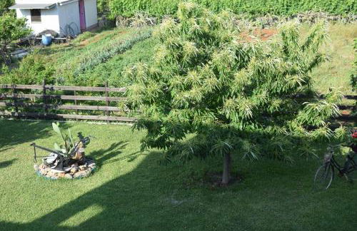 Κτήμα Κωνσταντινίδη - Photo 39