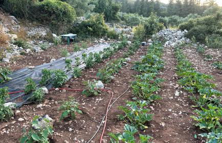 The Root House - Crete Stay - Foto 42