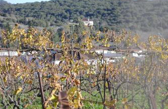 AMPELOPETRA - Slow Country Living - Photo 56