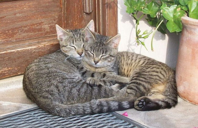 Holiday Apartment Tulpe Schuniglhof - Foto 12