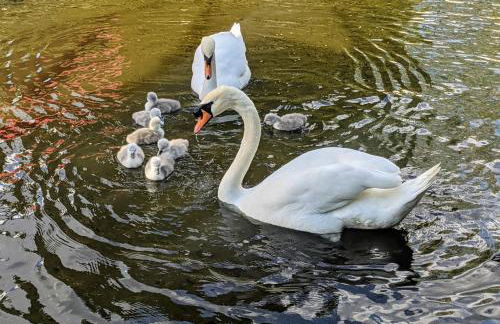 Tulana Taggs - floating home on idyllic island - Foto 33