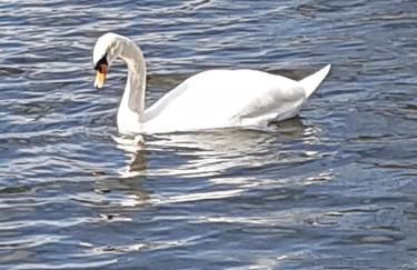 Unique Water Stay Tiny Hausboot für 2 Personen - Foto 11
