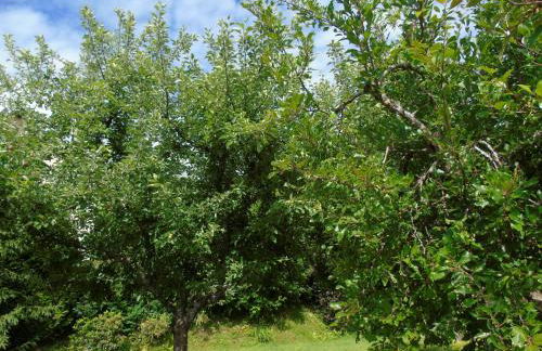 Maison L'Hirondelle Rustique à Tournavaux - Foto 32