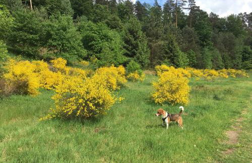 CASA Palatina - Foto 19