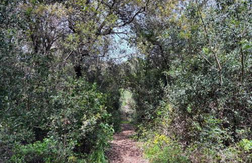 Casa Zefiro, tra pineta e mare! - Foto 34