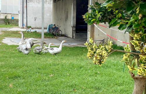 Agriturismo Corte Filippi - Foto 25