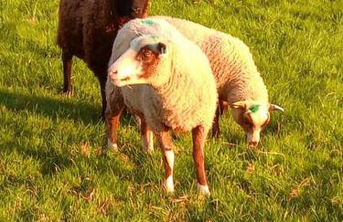The old hayloft on 22 acre country smallholding - Foto 44