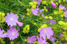 Żurawisko - Domki wśród natury - Foto 35