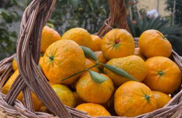 Tangerine Tree House - Foto 11