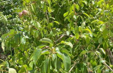 Il Leccio Agriturismo - Foto 61