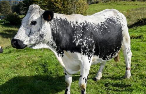 Gite l'Échapée Belle dans les Vosges - Foto 38