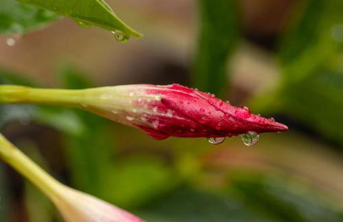 Chateau Mariposa - Foto 23