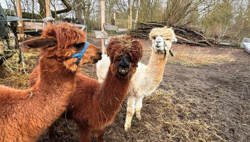 HEUHOTEL FARM Own sleeping bag Free WiFi - Foto 2