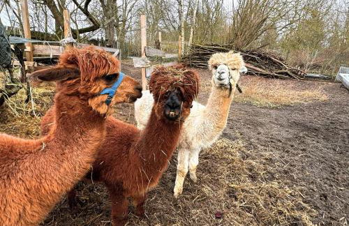 HEUHOTEL FARM Own sleeping bag Free WiFi - Foto 2