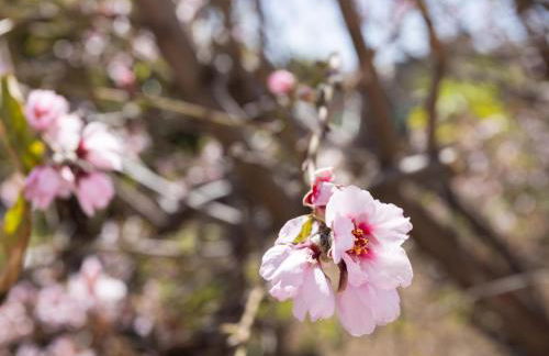 Ek Candelaria Araya - Foto 24