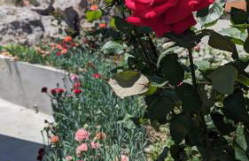 KIRA'S RESIDENCE PANORAMIC VIEW - Foto 41