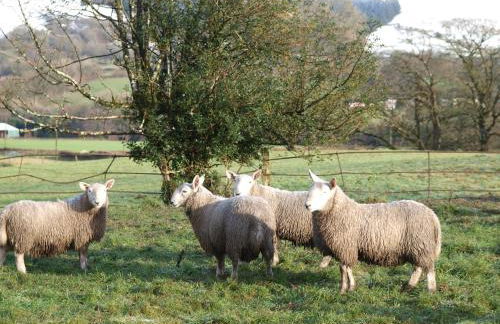 Hobby Stable Cottage - Foto 10