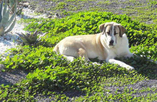 Cortijo Oro Verde B&B - Foto 22
