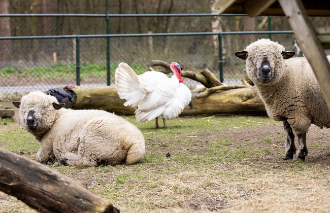 Bungalow in Veluwe Near Harderwijk - Photo 12