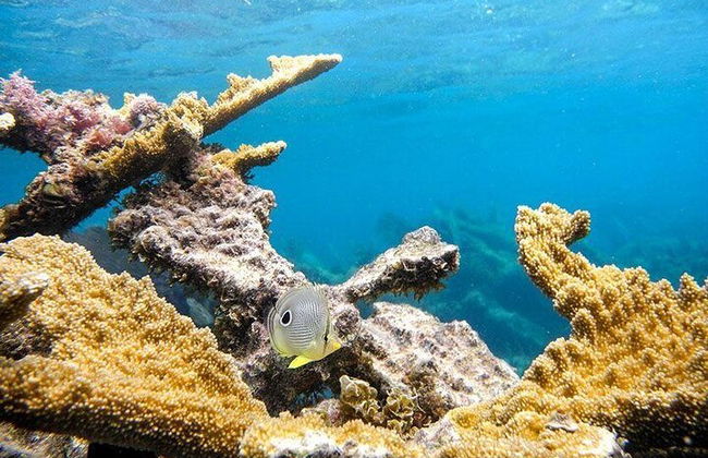 Erleben Sie dieses extreme Erlebnis, Speedboat-Tour & Schnorchel inklusive. - Foto 12