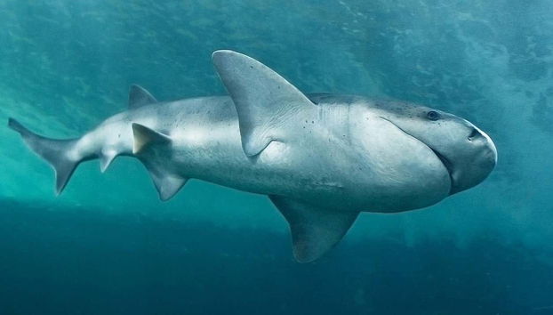 Atravesando el túnel de los tiburones