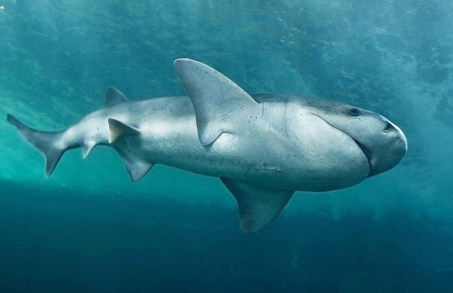 Entrada al Aquarium of the Bay - Foto 2