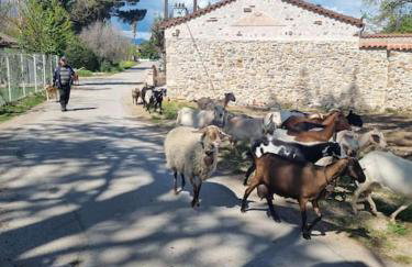 Stone House - Πέτρινο Σαλέ - Foto 11