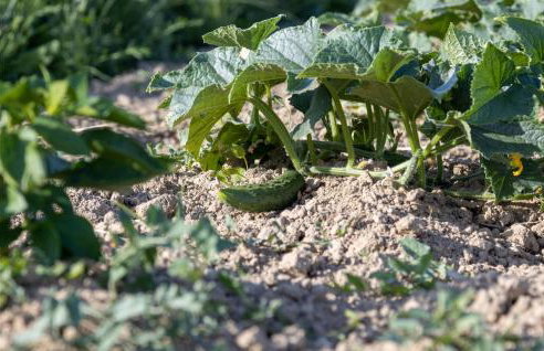 Villa Bandela - Foto 26