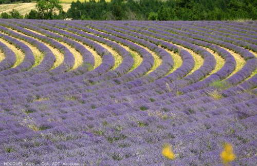 Les Terrasses - Gordes - Photo 78