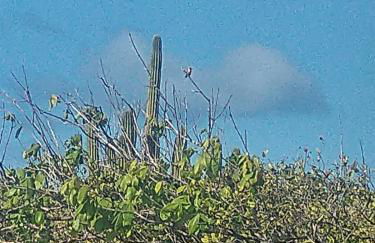 Loft 1 - Casa Aratu Guaiú Barra de Mamanguape - Photo 24