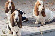 Amazing Loft on Horse Ranch - Foto 27