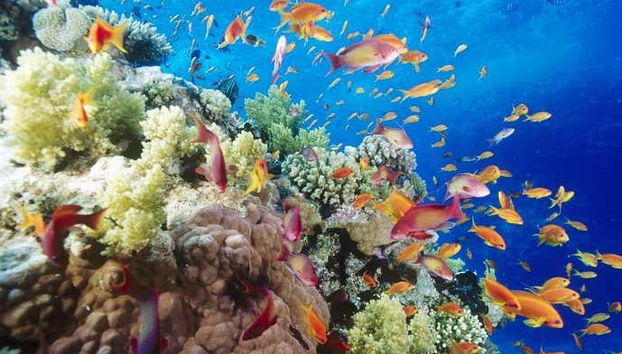 Coral reefs in the Red Sea