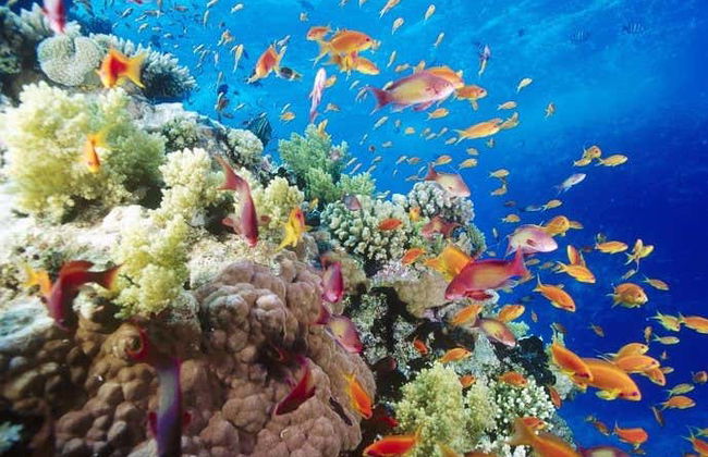 Red Sea Beginner Scuba Diving and Snorkeling - Photo 3