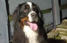 DOMeK NINA - Foto 28