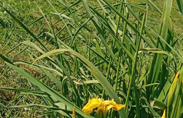 DOM w JESIONACH Brajniki - działka 1 HEKTAR - Photo 39