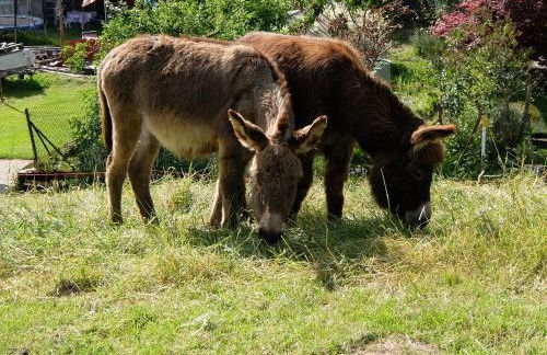 Fewo am Kaltenbach - Foto 24