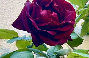 Cocon En Petite Camargue - Foto 55