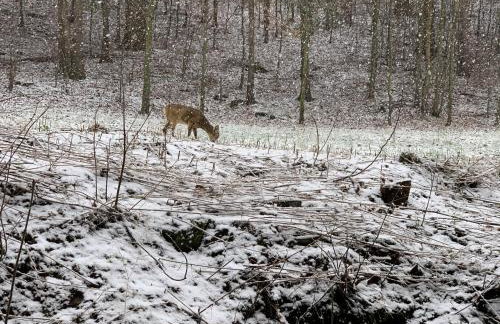 Kurort Kozubnik Apartament 12 - Foto 35