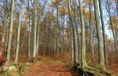 Ferienwohnung in Lowensen mit Eigener Terrasse - Foto 45