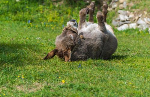 Villa Paulina - Foto 44