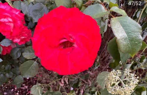 Monat mietete Brakel Monteu Ferienwohnung - Foto 40